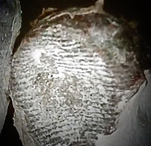 momia39Le incredibili mummie di Nazca300